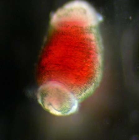 Seychelles -Sipunculan trochophore larva-Peanut worms- 1277 -cropped-Desroche Isl Apr 3-04