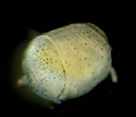 Seychelles-Sipunculan trochophore larva-1344 cropped-Peanut worm-Desroche Isl Apr 3-04