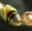 Seychelles -Metatrochophore larva and egg of a Polychaete Annelid worm-1234-3